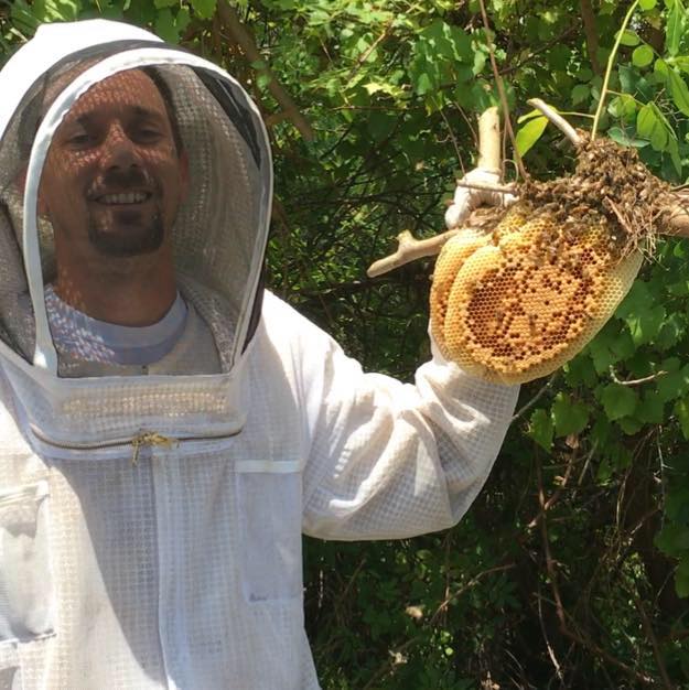 Orlando Bee Removal