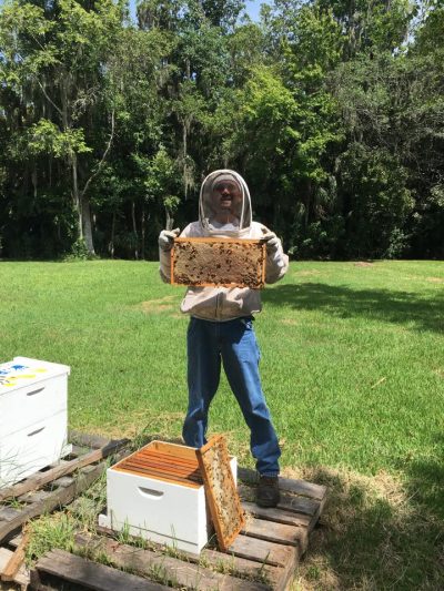 Orlando Bee Removal