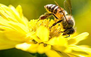 Dancing Bees