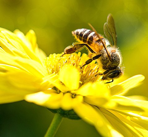 Dancing Bees