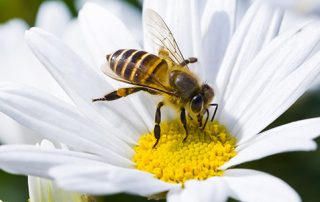 Orlando Bee Removal