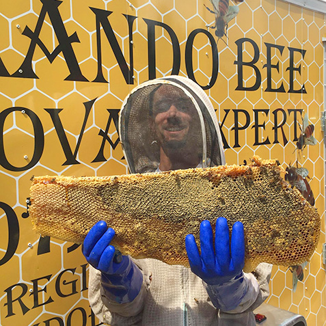 Orlando Bee Removal